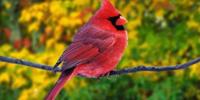 أكثر الطيور إثارة للإعجاب في العالم